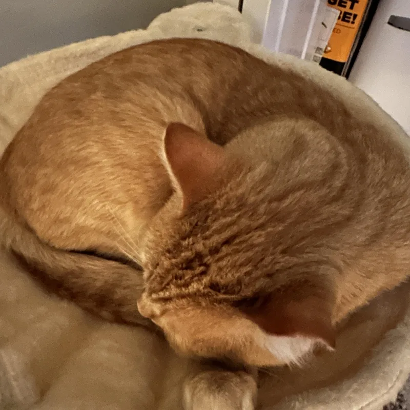 Mr. Pickles thumbnail 4