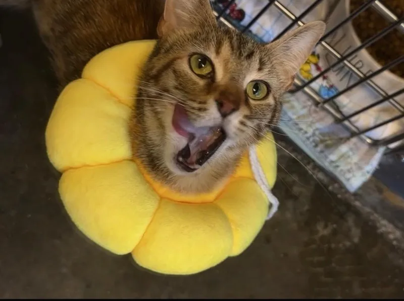A young medium-sized female Domestic Short Hair cat named Sprinkles for adoption in Wintersville, OH