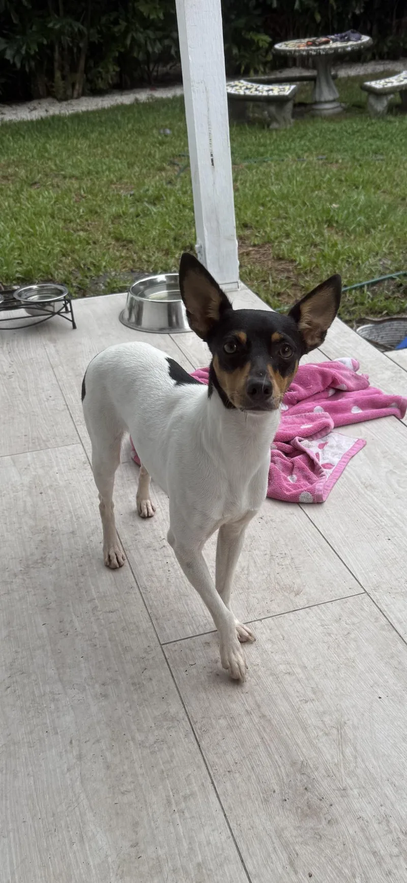 A young small-sized female Fox Terrier dog named Lola for adoption in Miami, FL