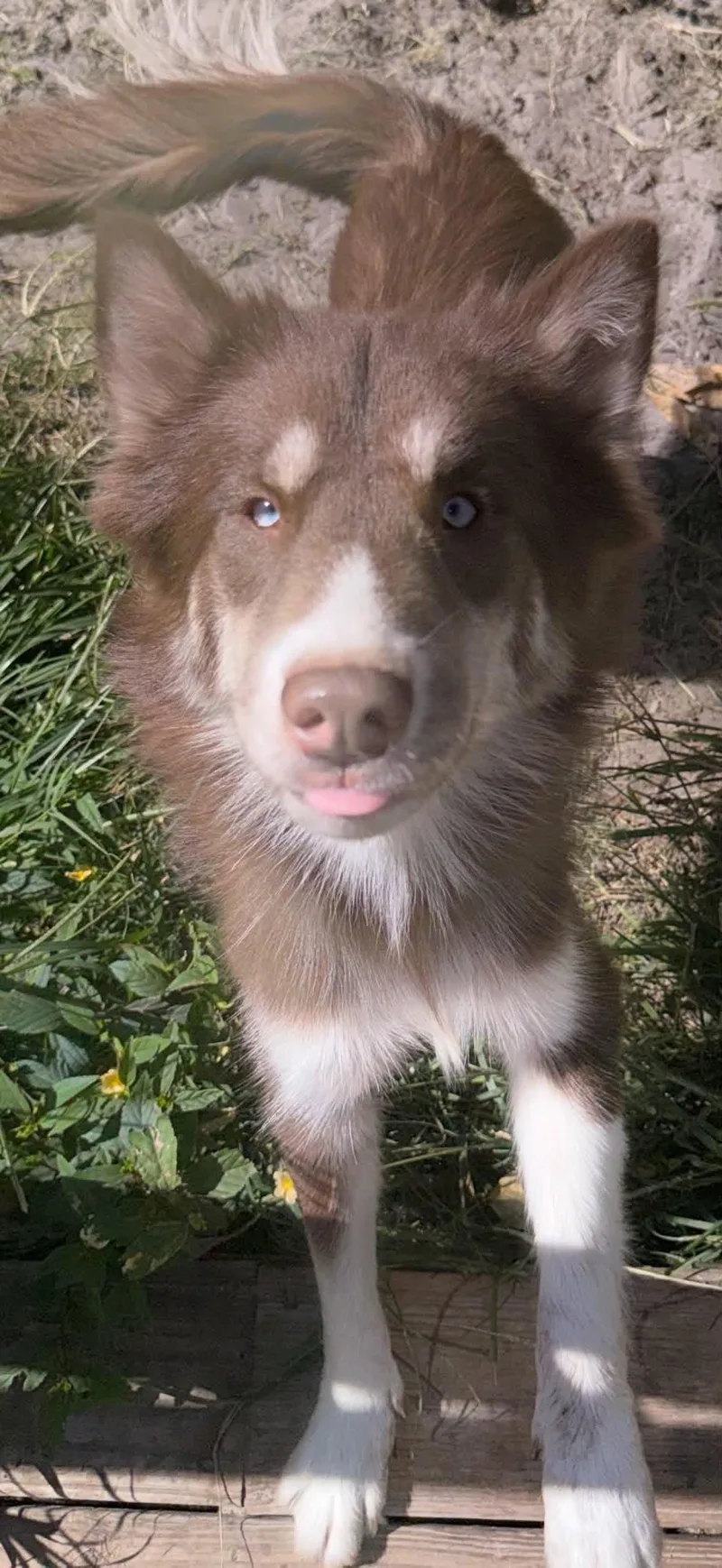 A young medium-sized female Siberian Husky dog named Kiona for adoption in New Smyrna Beach, FL