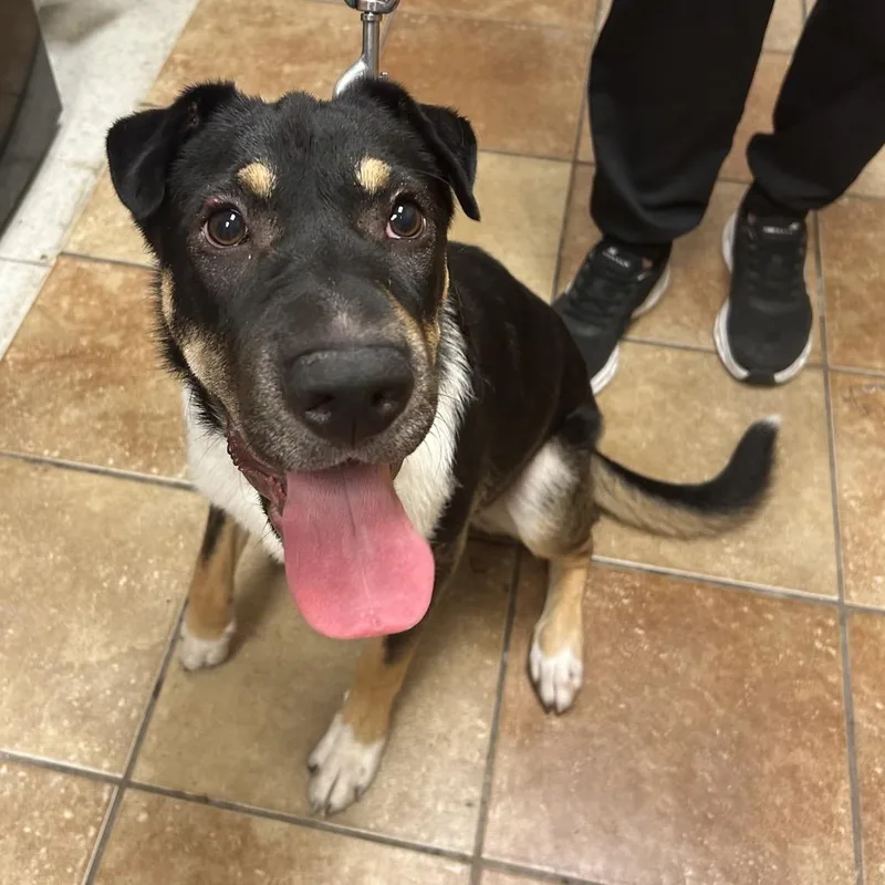A young medium-sized male Black Cattle Dog dog named FWT Boogie for adoption in Midland, TX