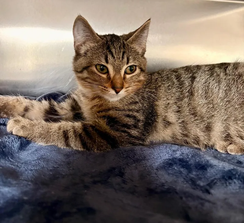 A baby medium-sized male Domestic Short Hair cat named Leonard for adoption in Detroit, MI