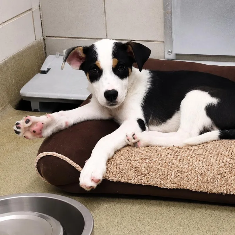 Earl