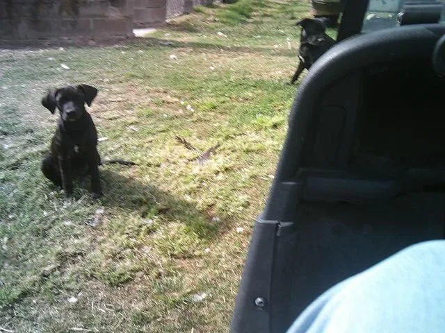 A baby medium-sized female Black Labrador Retriever dog named Maggie for adoption in Kellyville, OK