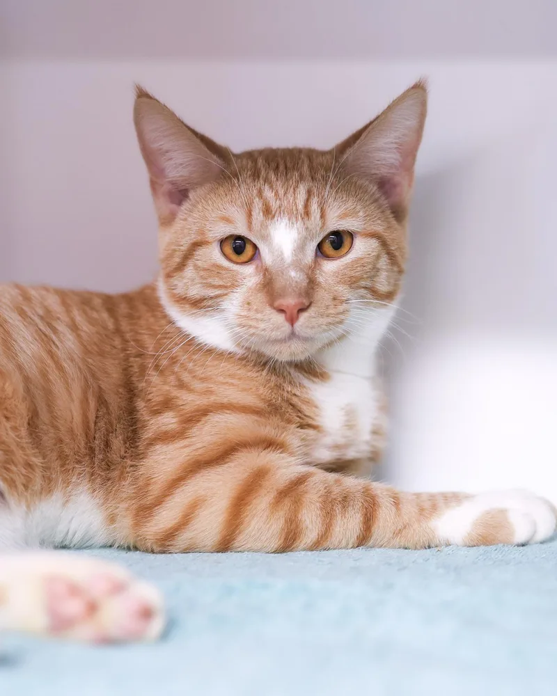 A young medium-sized male Calico Domestic Short Hair cat named Thames for adoption in Bridgeport, CT