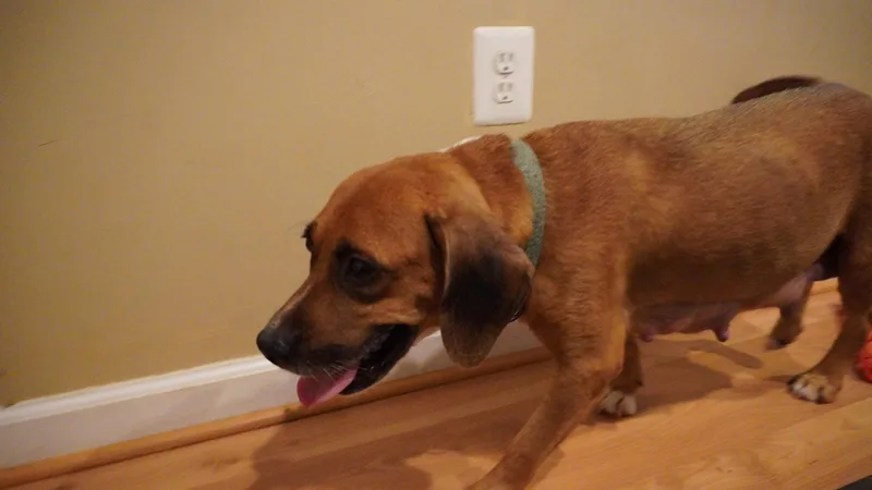 A young medium-sized female Beagle dog named Hettie for adoption in Herndon, VA