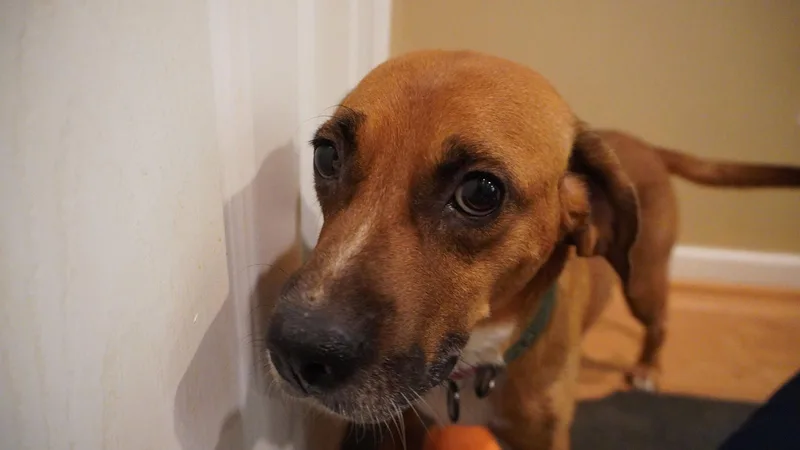 Hettie thumbnail 2