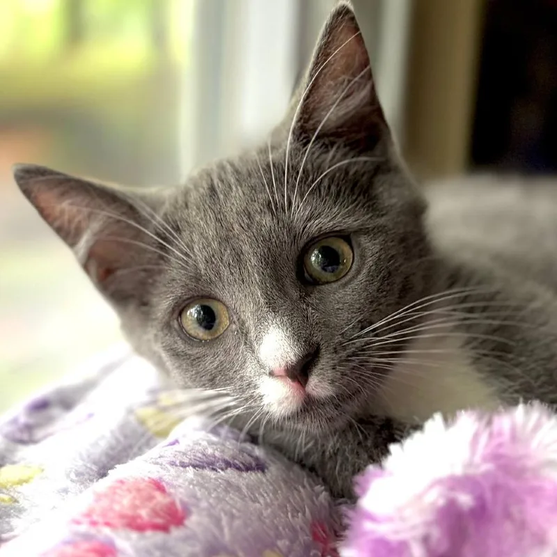 A baby small-sized female Domestic Medium Hair cat named Juniper for adoption in Cumming, GA