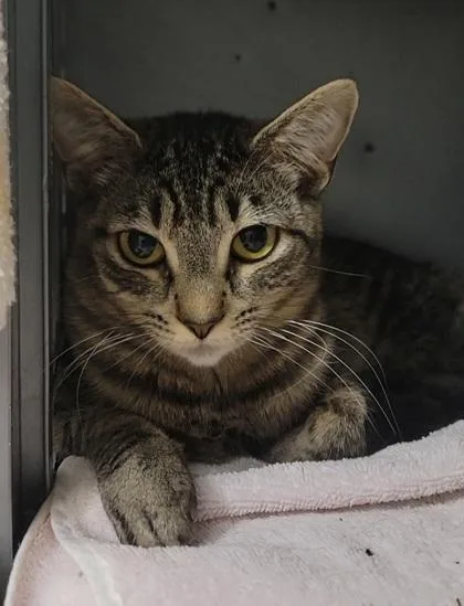 A baby medium-sized female Domestic Short Hair cat named Dobby for adoption in Elmira, NY