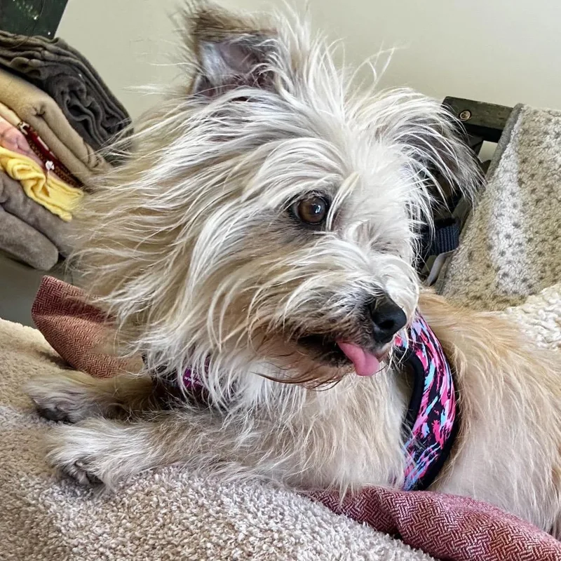 A senior medium-sized female White / Cream Wheaten Terrier dog named Portola for adoption in San Francisco, CA