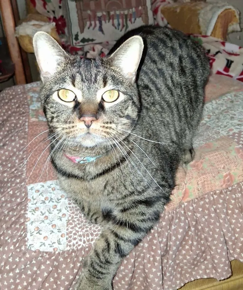 An adult large-sized male Domestic Short Hair cat named Tiger for adoption in Fond Du Lac, WI
