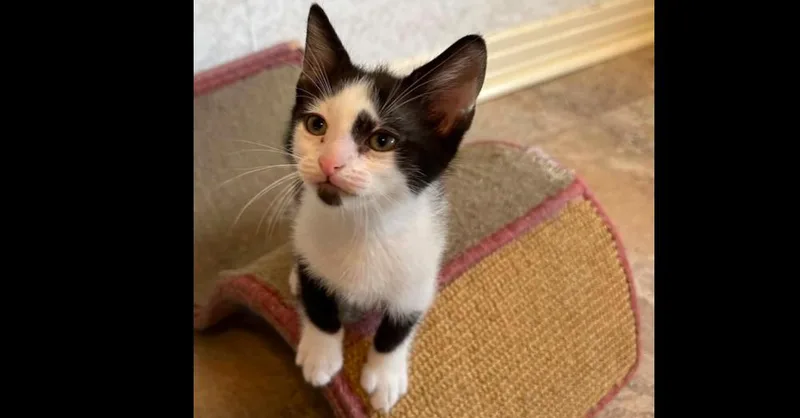 A baby small-sized male Domestic Short Hair cat named Steinway for adoption in Groveland, MA