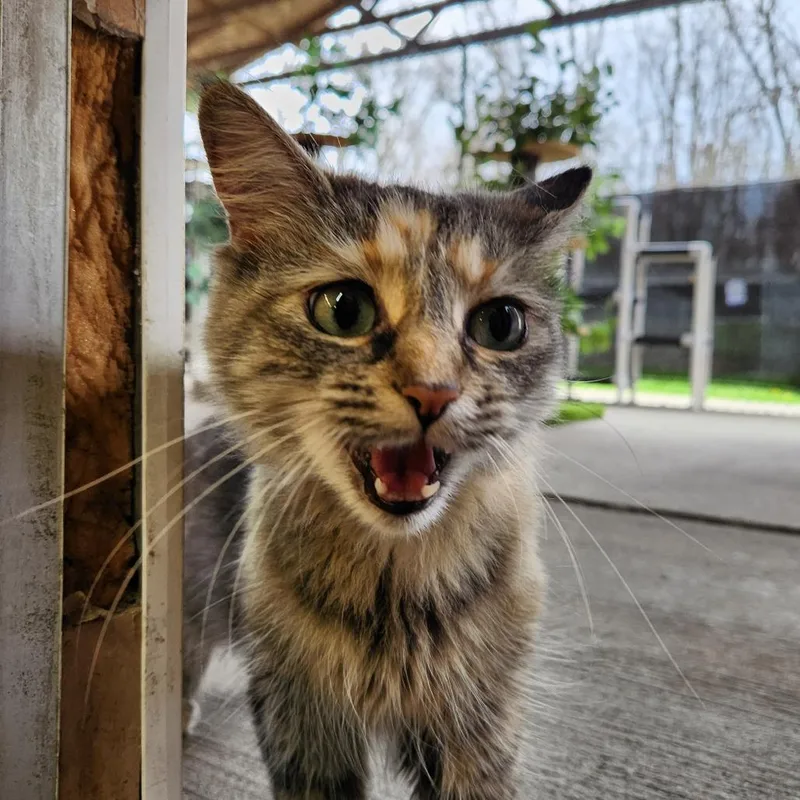 An adult medium-sized female Buff / Tan / Fawn Domestic Medium Hair cat named Chickadee for adoption in Delaware, OH