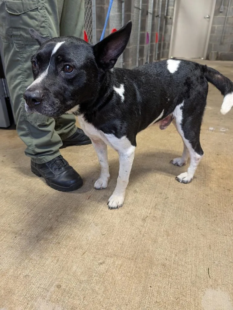 An adult medium-sized male Mixed Breed dog named Lil Mex for adoption in Shelbyville, TN