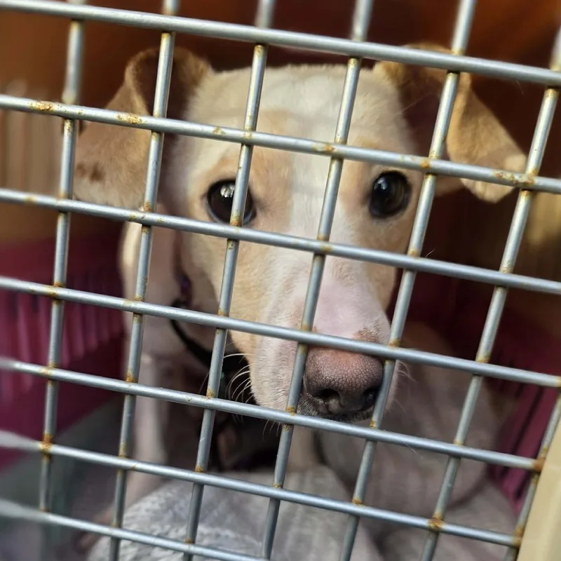 An adult small-sized female White / Cream Chihuahua dog named Soybean for adoption in Centralia, WA