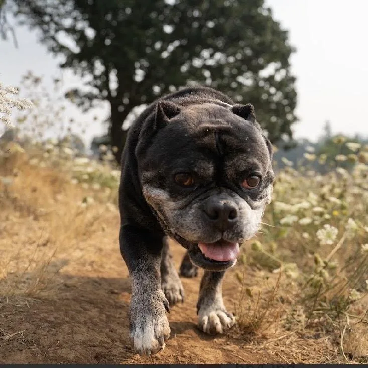 A senior medium-sized female Black English Bulldog dog named Biscuit for adoption in Salem, OR