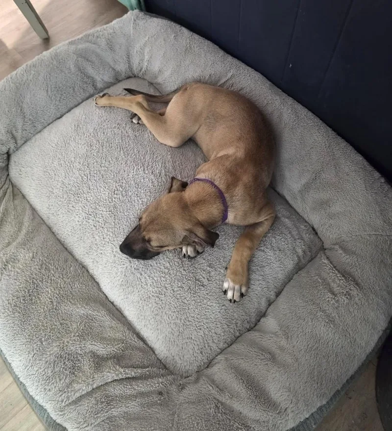 A baby medium-sized male Brown / Chocolate Mountain Cur dog named Scooby for adoption in Boston, MA