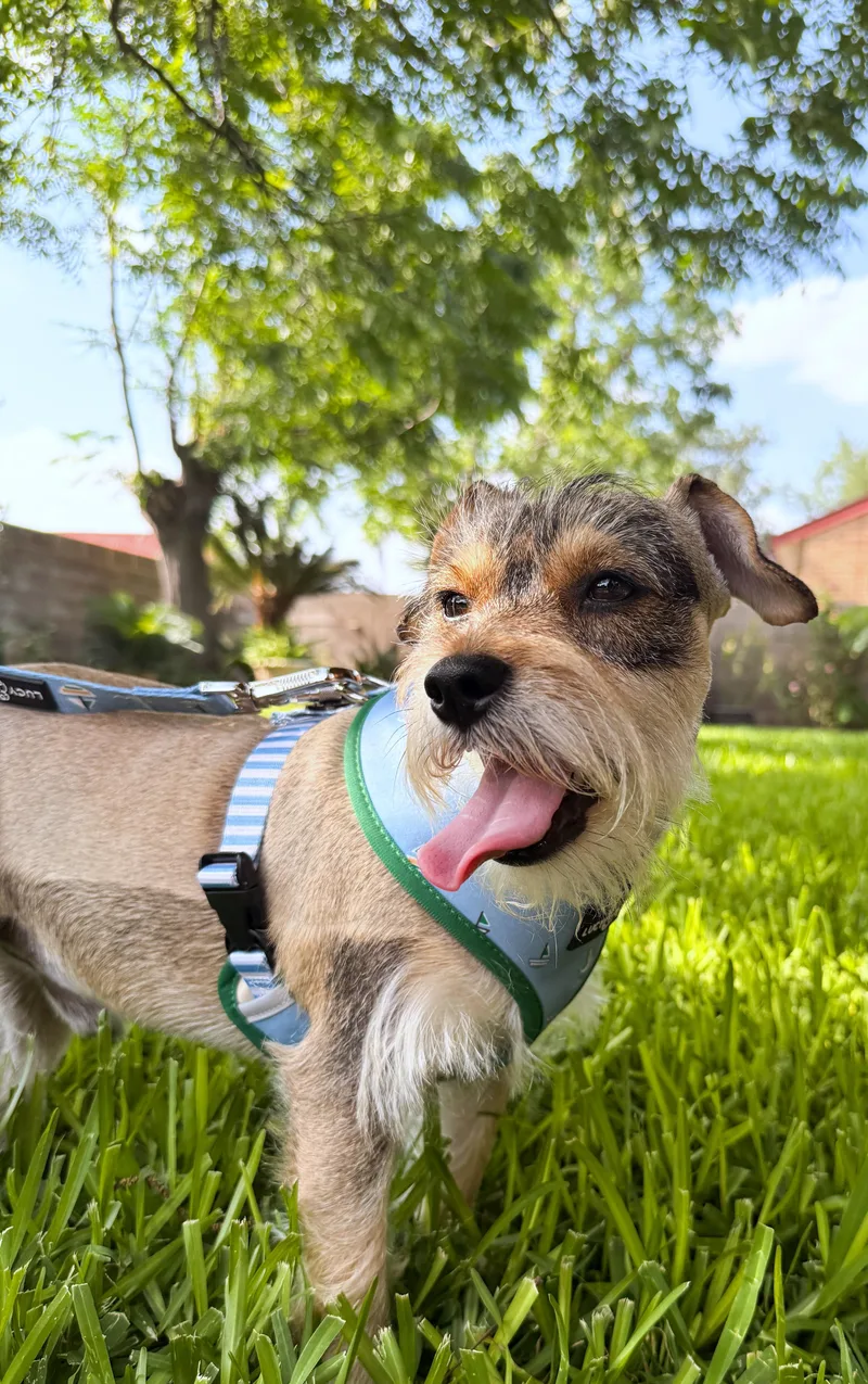Ralphie thumbnail 2