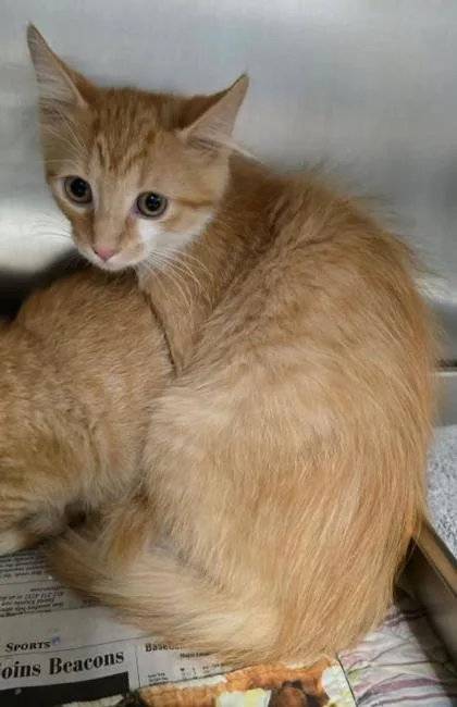 A young medium-sized male Orange / Red Domestic Long Hair cat named Birch for adoption in Sullivan, IN