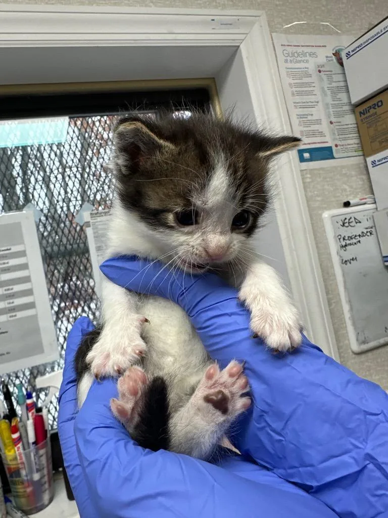 Freckles thumbnail 2