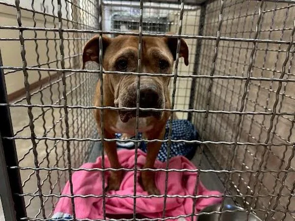 A senior large-sized male Pit Bull Terrier dog named Fito for adoption in Austin, TX