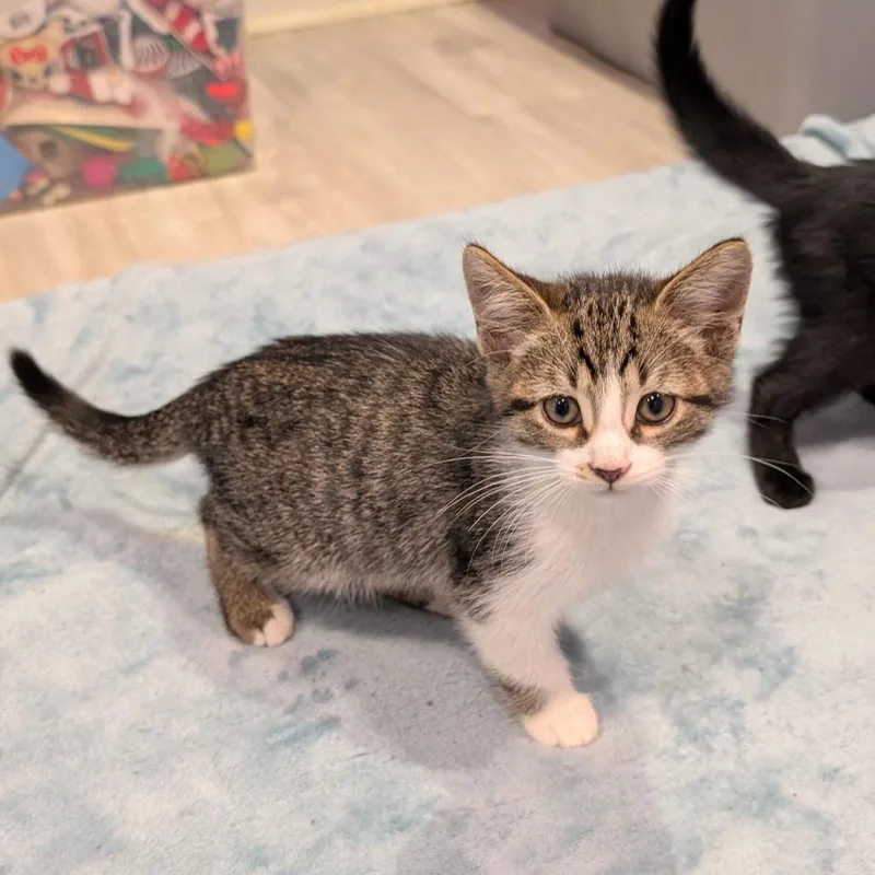 A baby small-sized male Brown / Chocolate Domestic Short Hair cat named Dill Pickle for adoption in Roselle, IL
