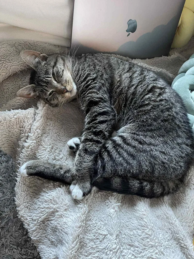 Suki