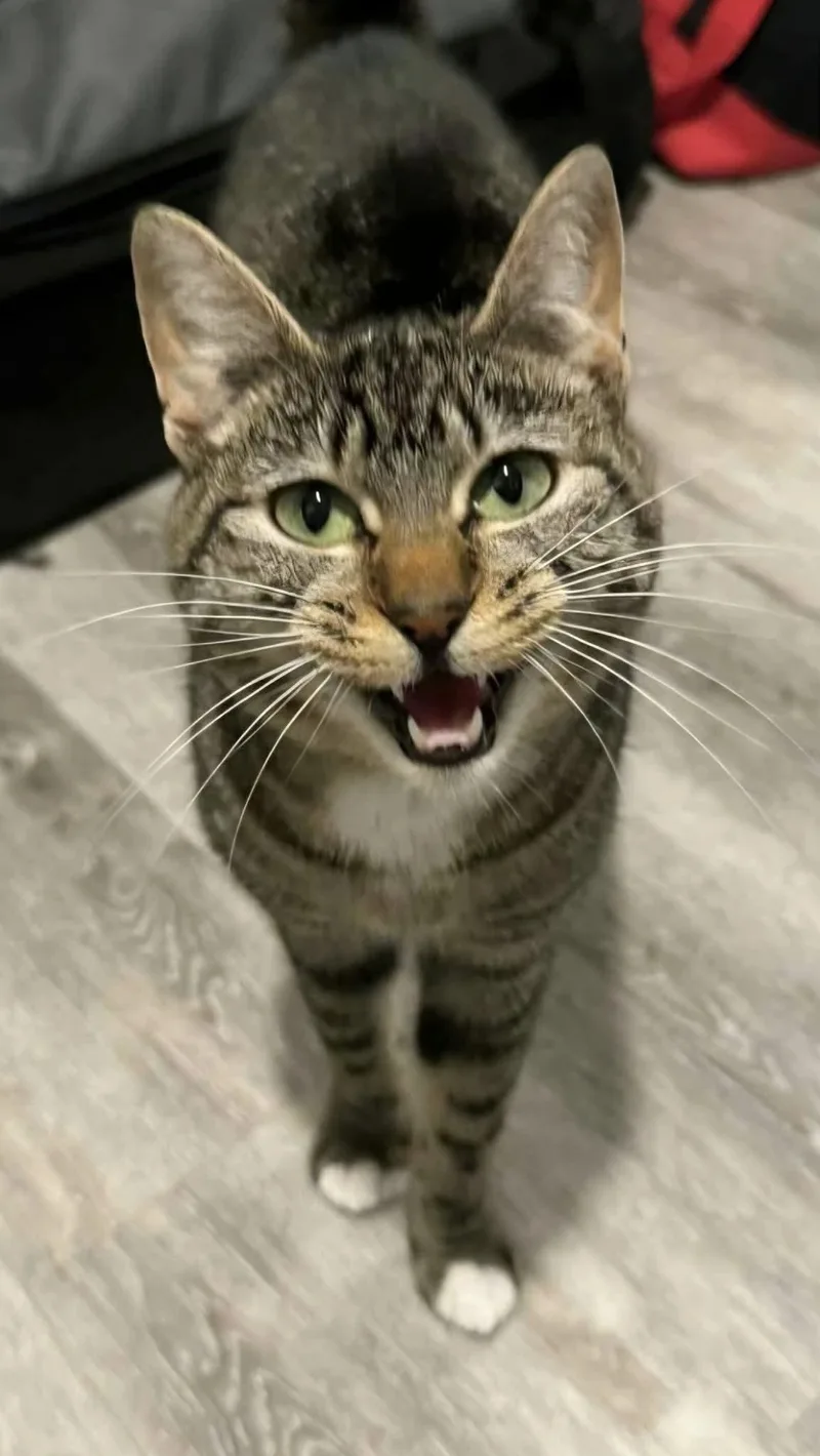 Suki thumbnail 4