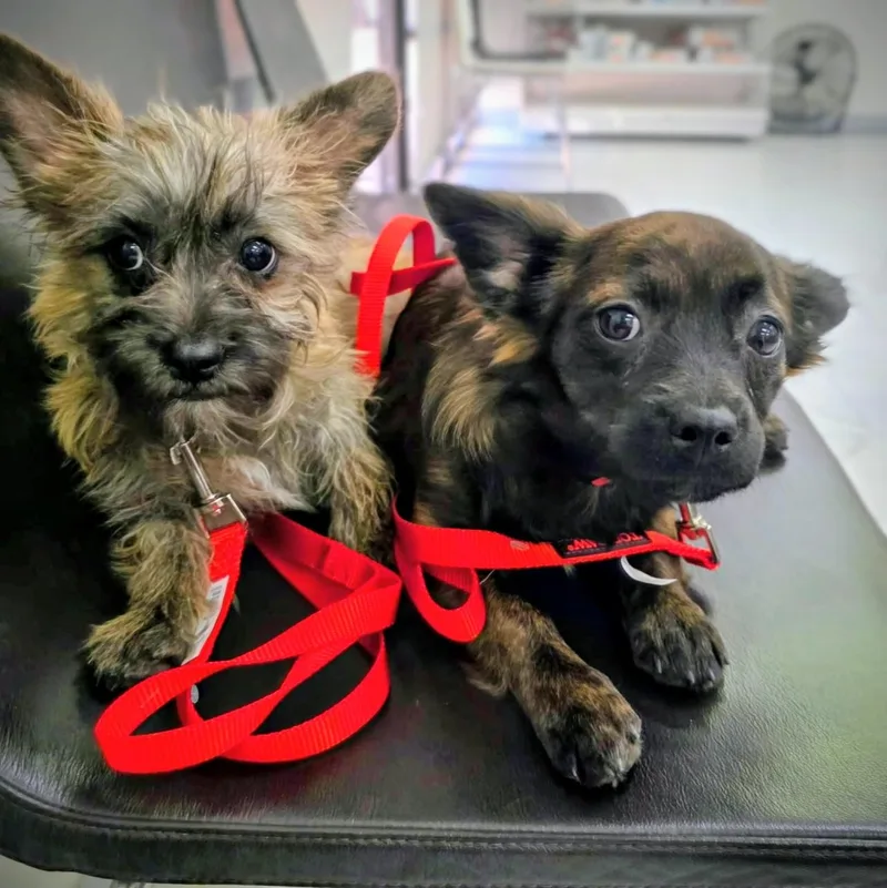 A baby small-sized female Chihuahua dog named Olga & Lulu for adoption in Los Angeles, CA