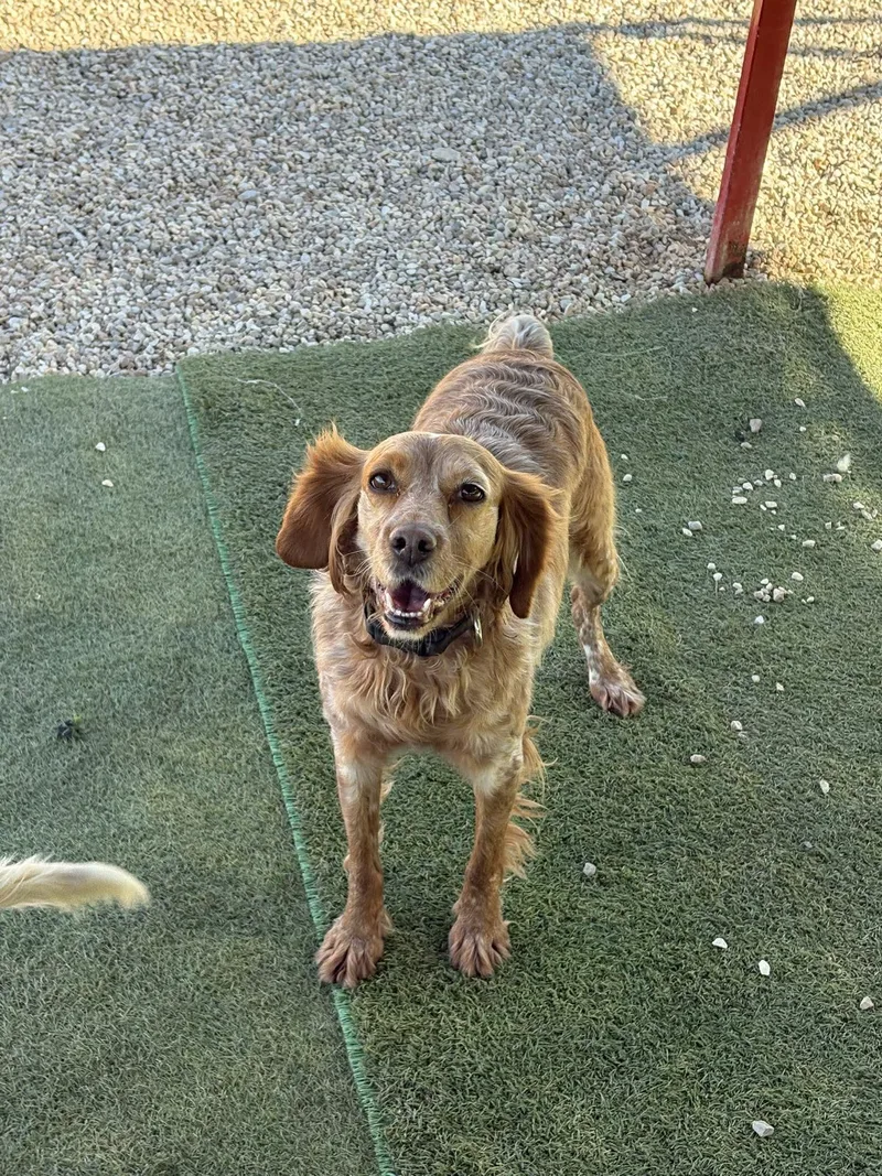 A young medium-sized female Red / Chestnut / Orange Brittany Spaniel dog named Soula for adoption in Marion, MA