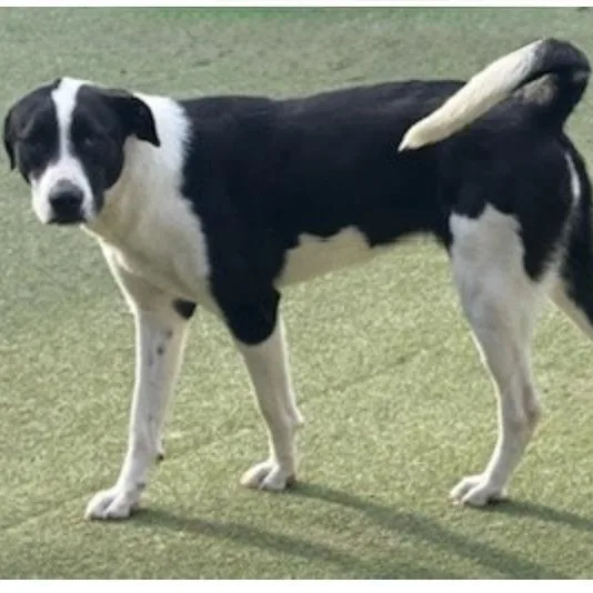 Charlotte thumbnail 3