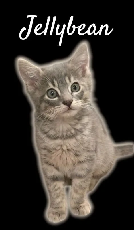 A baby small-sized female Tabby (Gray / Blue / Silver) Domestic Short Hair cat named Jellybean for adoption in Auburn, CA