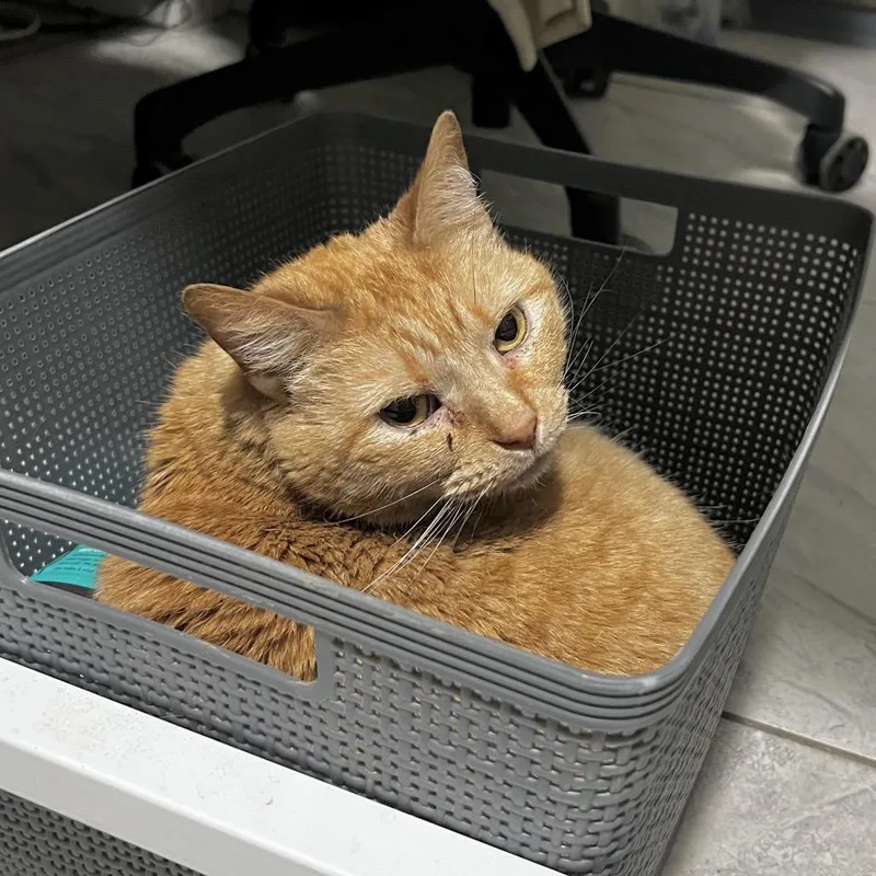 A senior small-sized female Orange / Red Domestic Short Hair cat named Marmee for adoption in Brighton, MO