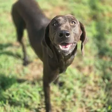 An adult medium-sized male Hound dog named Wyatt for adoption in Dover, AR