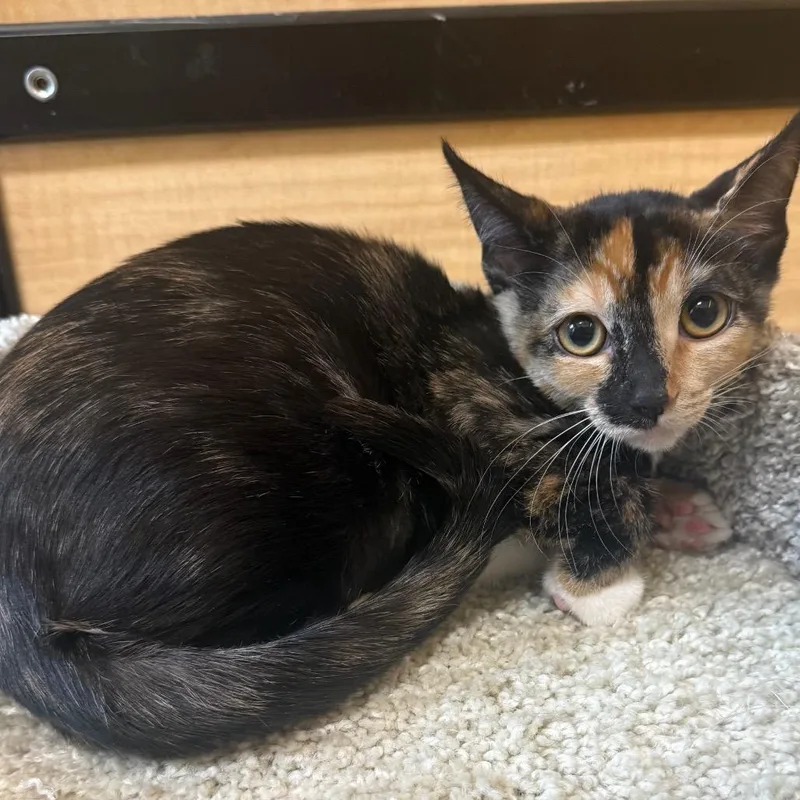 A baby small-sized female Black Domestic Short Hair cat named Chubbs for adoption in Desert Hot Springs, CA