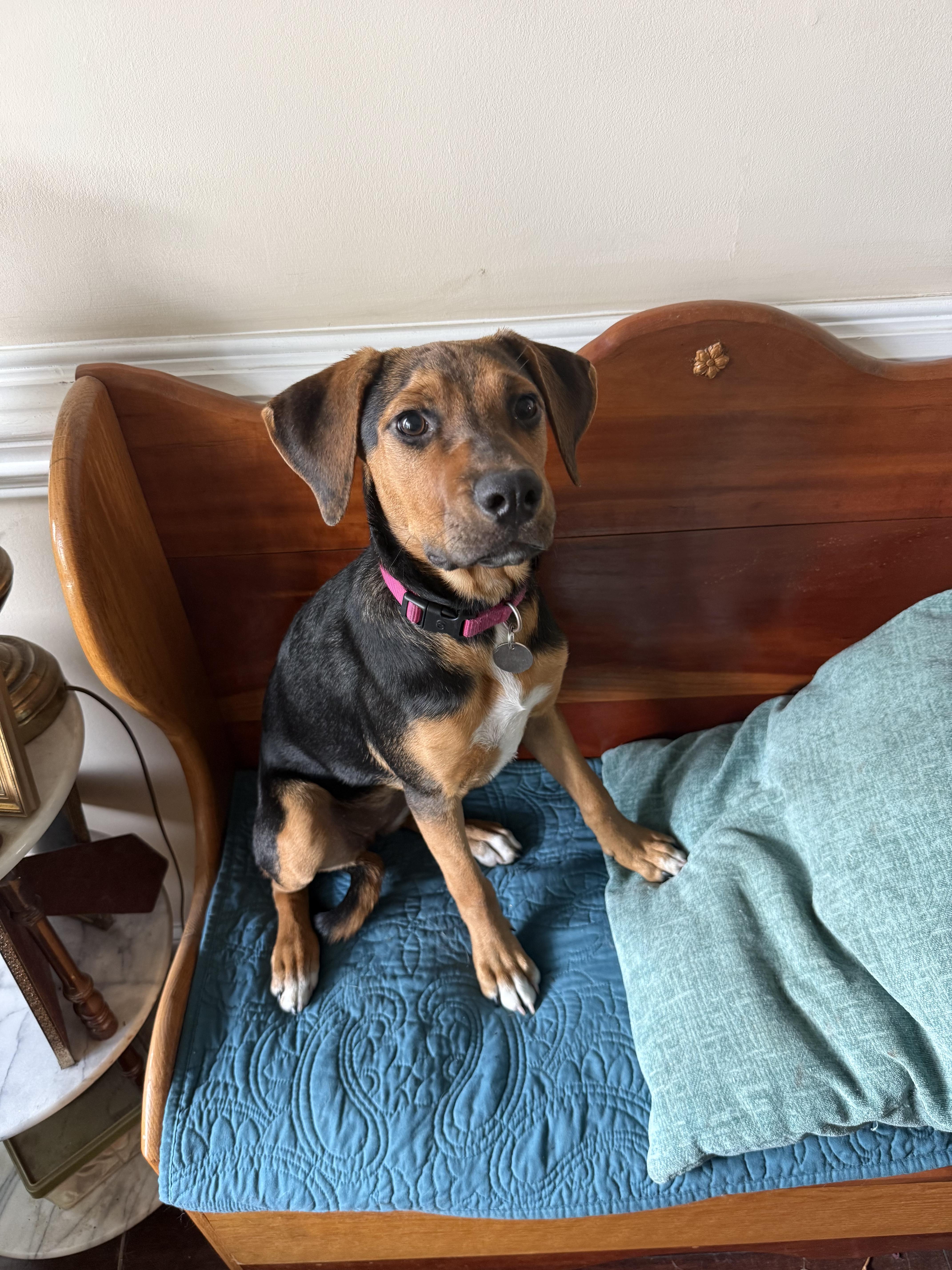 A baby medium-sized female German Shepherd Dog dog named Daniela for adoption in Fuquay Varina, NC