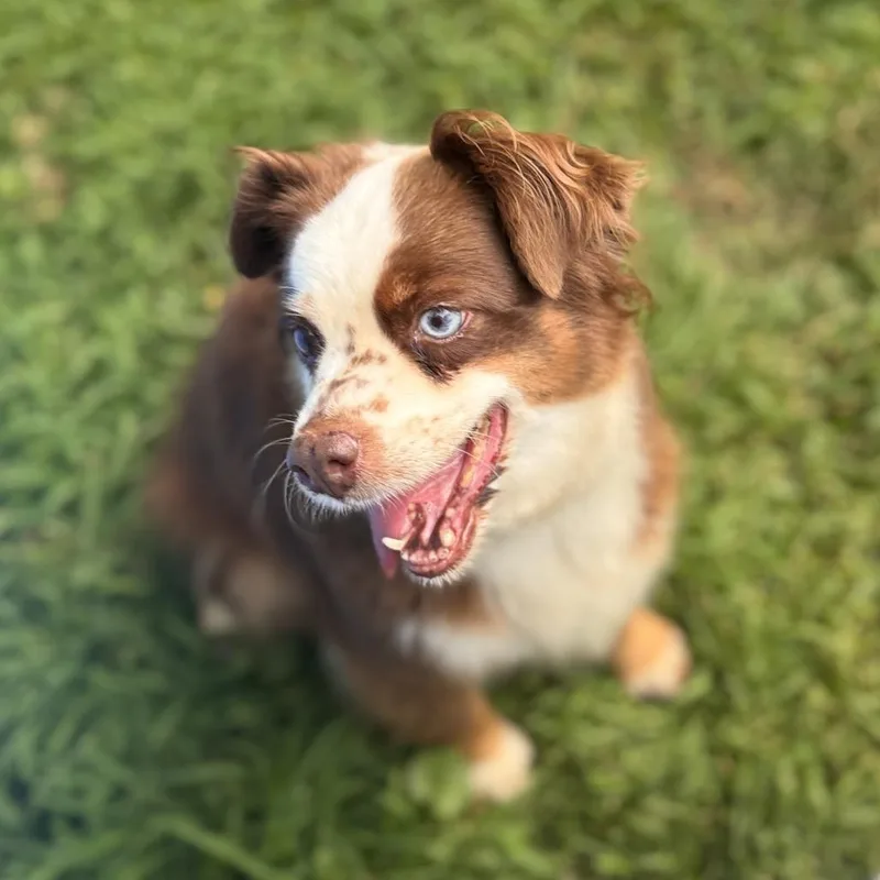 An adult small-sized female Red / Chestnut / Orange Australian Shepherd dog named Ruby for adoption in Rochester, MN