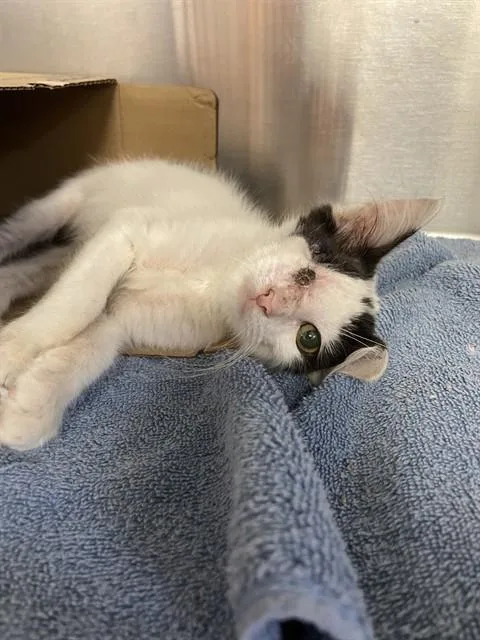 A baby small-sized male Domestic Short Hair cat named Itsy for adoption in Corpus Christi, TX