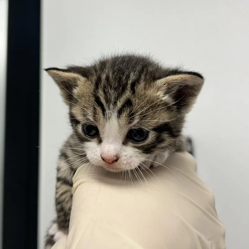 A baby small-sized female Brown / Chocolate Domestic Short Hair cat named Shadow for adoption in Abilene, TX