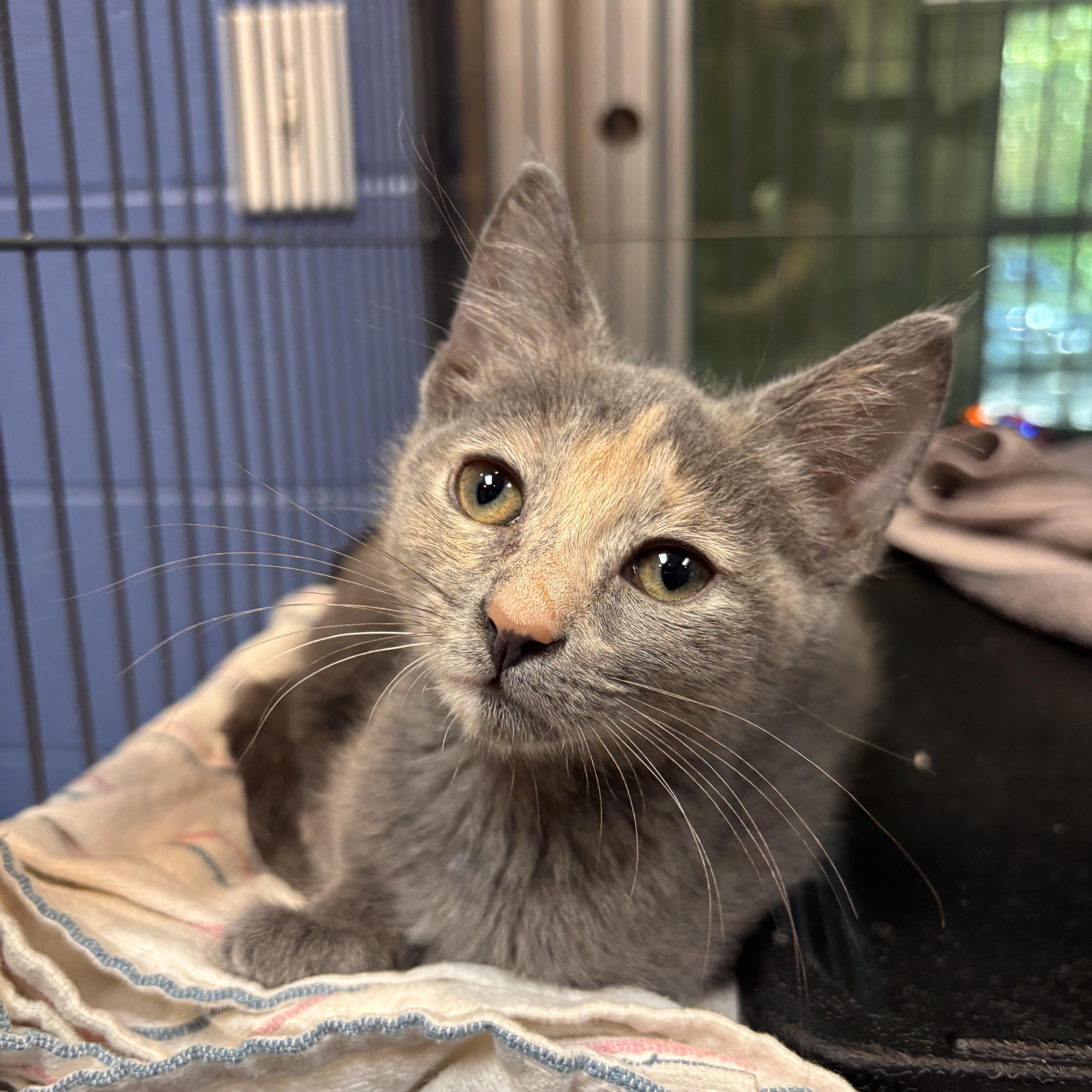 A baby medium-sized female Dilute Tortoiseshell Domestic Short Hair cat named Cantaloupe for adoption in Charleston, SC
