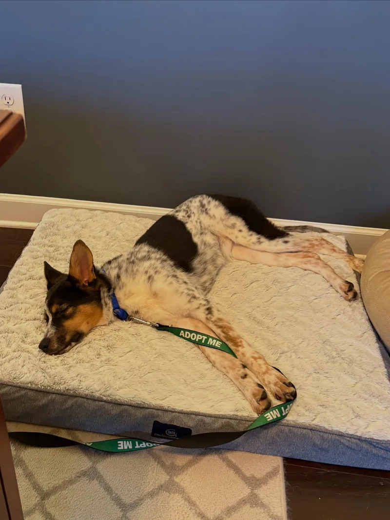 A baby medium-sized female Tricolor (Brown, Black, & White) Australian Cattle Dog / Blue Heeler named Ailee for adoption in Rock Hill, SC