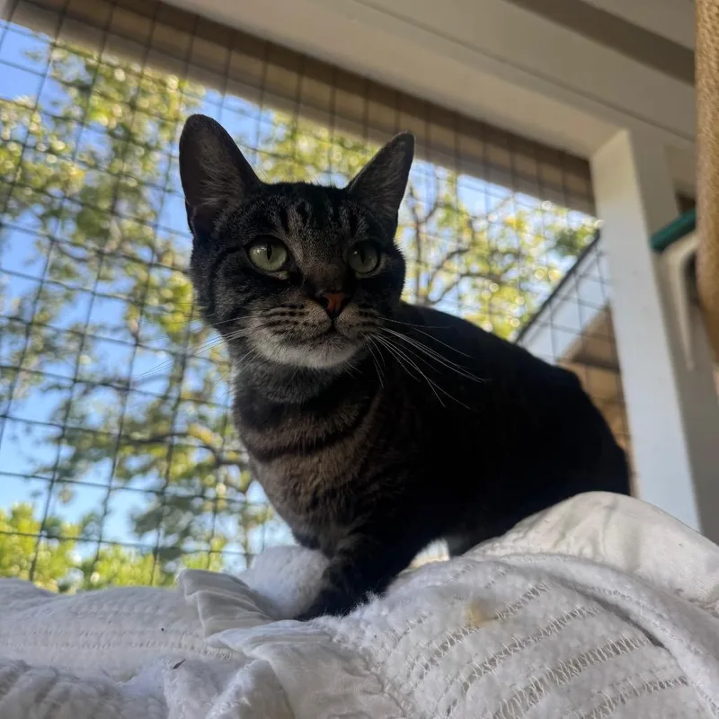 An adult medium-sized male Black Domestic Short Hair cat named Smokey for adoption in Buellton, CA