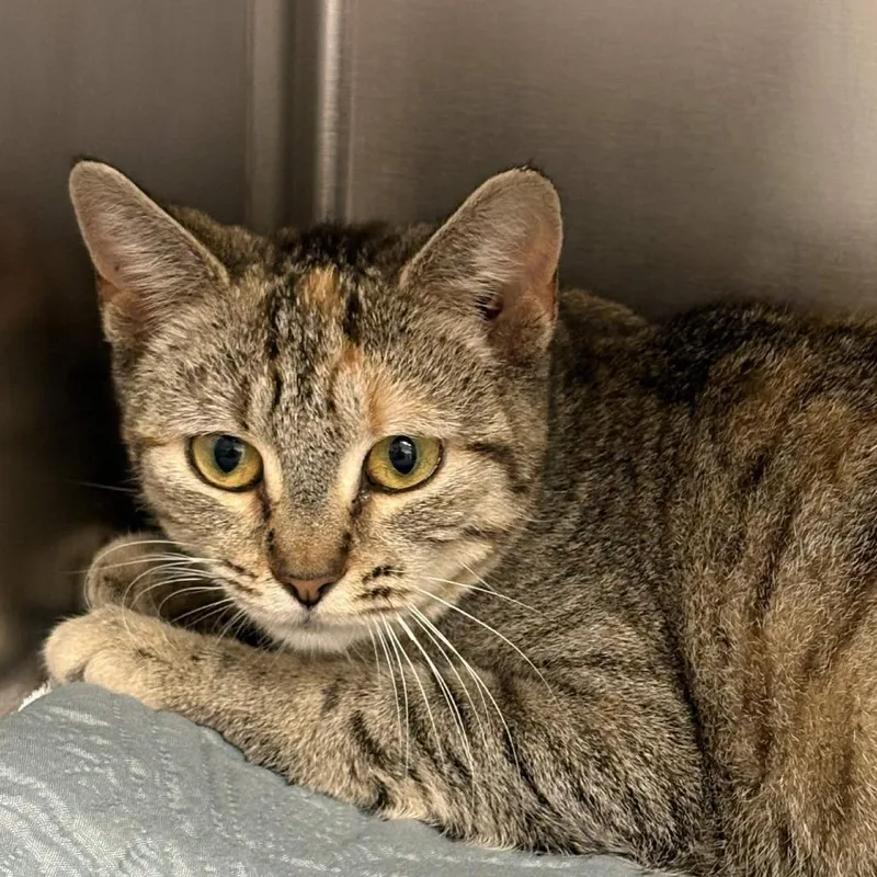 An adult medium-sized female Brown / Chocolate Domestic Short Hair cat named Margarita Spritz for adoption in Gloucester, VA