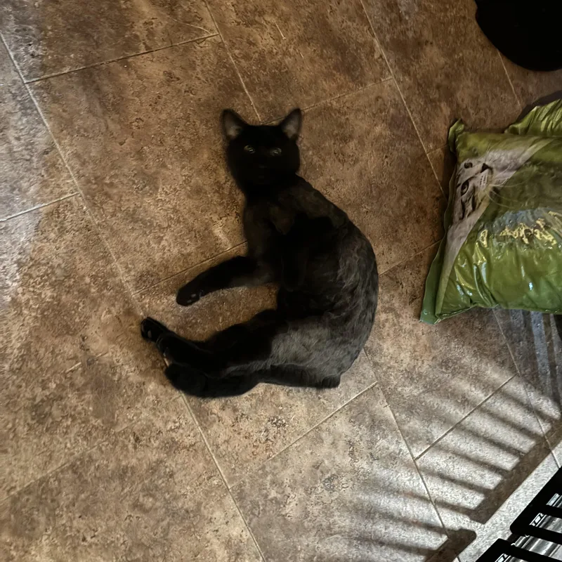 Arya