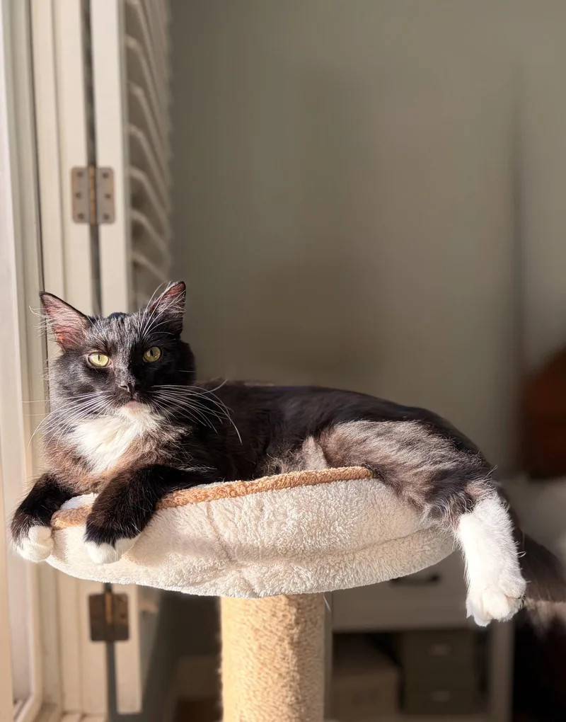 A young medium-sized male Domestic Long Hair cat named Pizooki for adoption in Laguna Niguel, CA
