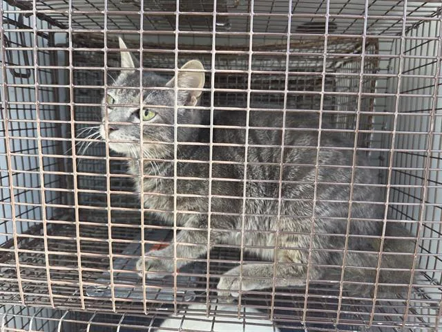 A young large-sized male Domestic Short Hair cat named Luna for adoption in Houston, TX