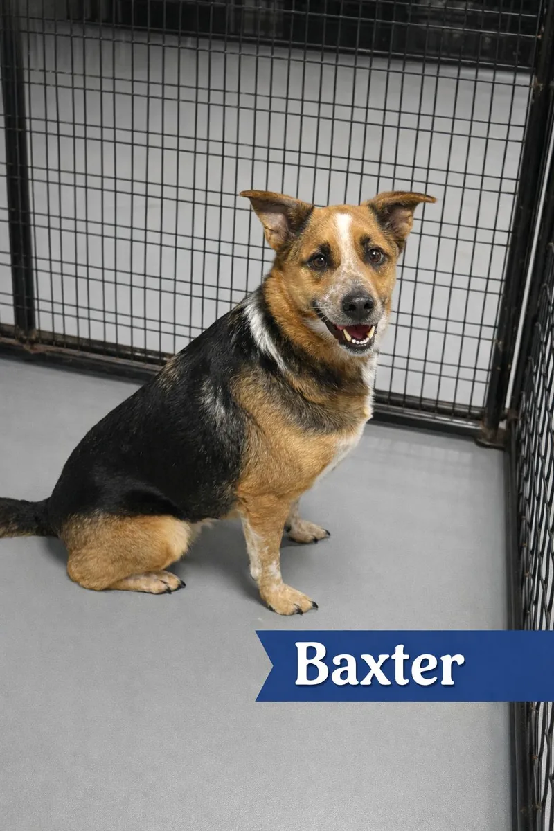 An adult medium-sized male Merle (Red) Australian Cattle Dog / Blue Heeler dog named Baxter for adoption in Momence, IL