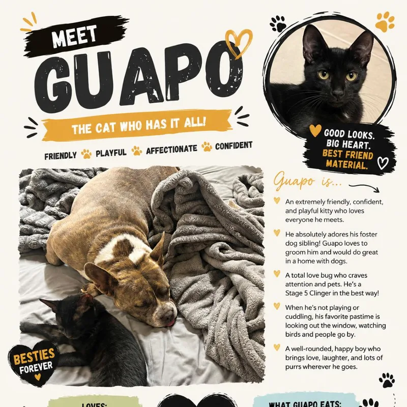 A young medium-sized male Black Domestic Short Hair cat named Guapo for adoption in Boston, MA