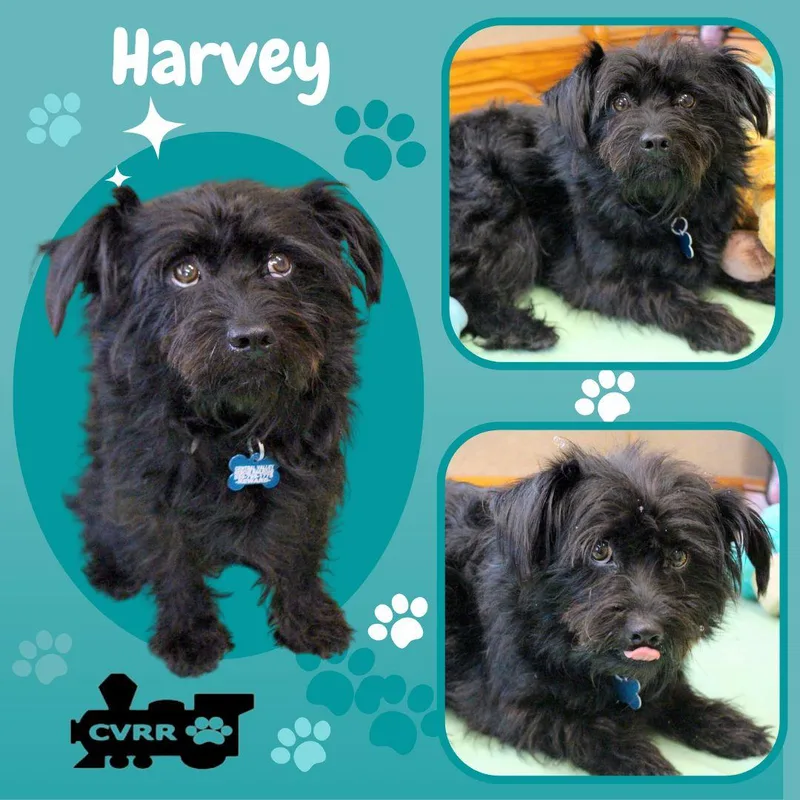 An adult small-sized male Schnauzer dog named Harvey for adoption in LINDSAY, CA