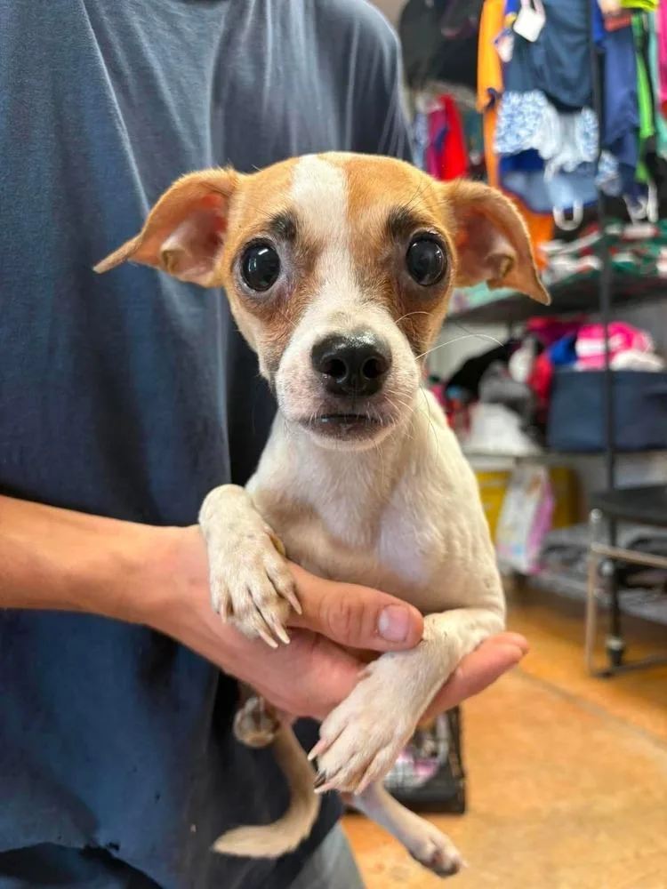An adult small-sized male Chihuahua dog named Champy for adoption in Bolivar, MO